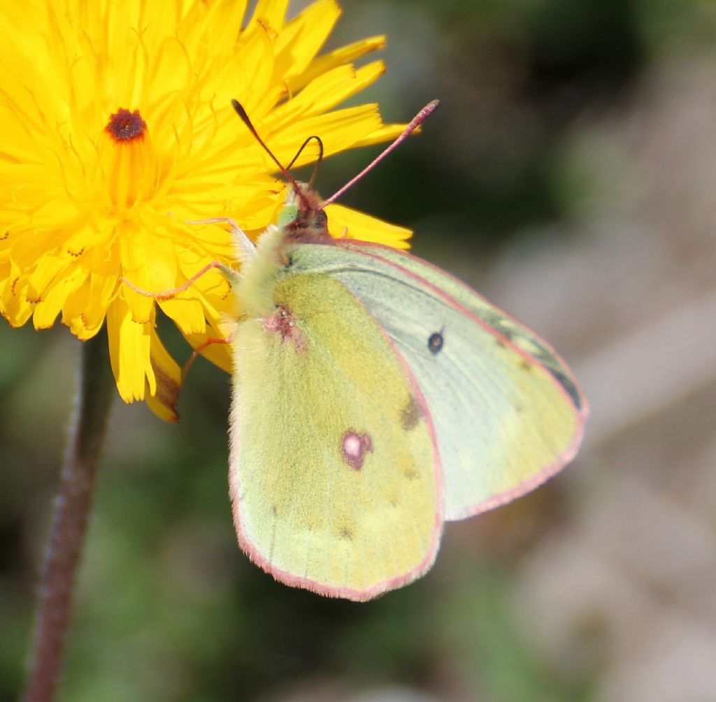 Colias alfacariensis? No, C. phicomone